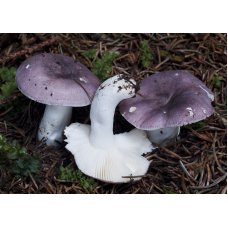 Мицелий Сыроежки синей / Сыроежка лазоревая (Russula azurea)
